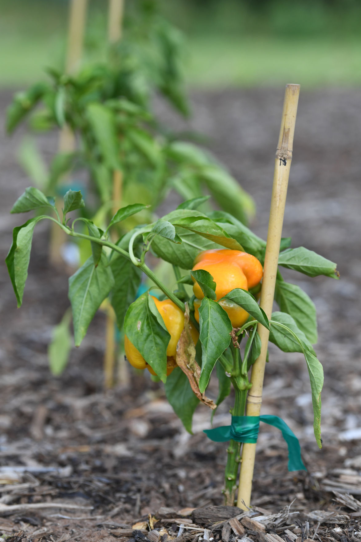 Leach Teaching Gardens